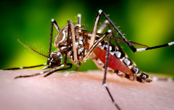 Dengue : vigilance renforcée en Occitanie